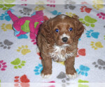 Small Photo #5 Cocker Spaniel-Poodle (Miniature) Mix Puppy For Sale in ORO VALLEY, AZ, USA