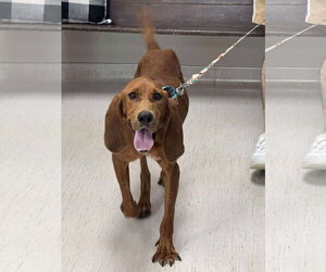 Redbone Coonhound-Unknown Mix Dogs for adoption in Holly Springs, NC, USA