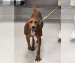 Small Redbone Coonhound Mix