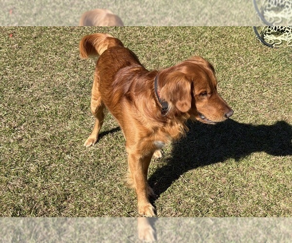 Medium Photo #12 Golden Retriever Puppy For Sale in CALABASH, NC, USA