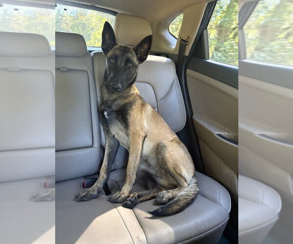 Medium Photo #1 Mutt Puppy For Sale in Imlay City, MI, USA