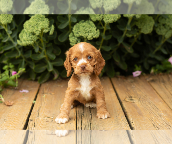 Medium Photo #42 Cocker Spaniel Puppy For Sale in NAPPANEE, IN, USA