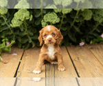 Small #41 Cocker Spaniel