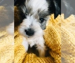 Small Photo #2 Schnauzer (Miniature) Puppy For Sale in FORT COLLINS, CO, USA