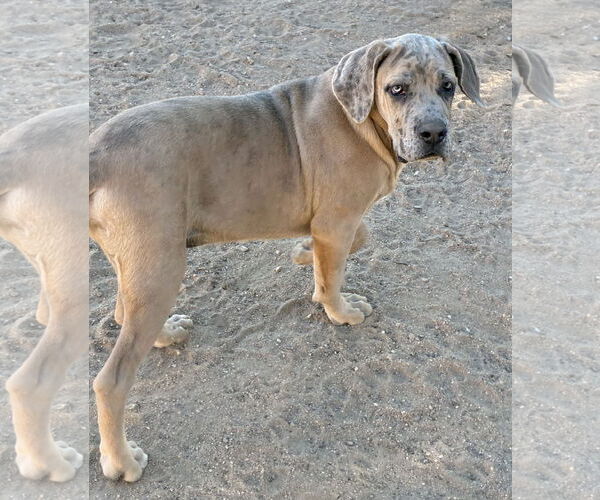 Medium Photo #4 Mastiff Puppy For Sale in Hesperia, CA, USA