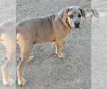 Small #3 Mastiff