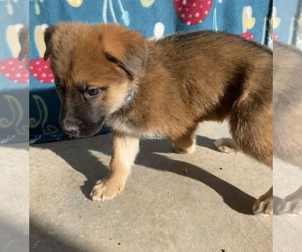 Medium Photo #4 German Shepherd Dog-Unknown Mix Puppy For Sale in Cottonwood, AZ, USA