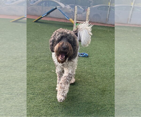 Medium Photo #3 Poodle (Standard)-Unknown Mix Puppy For Sale in MIDWAY, UT, USA