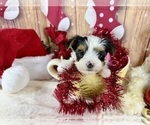 Small #10 Morkie