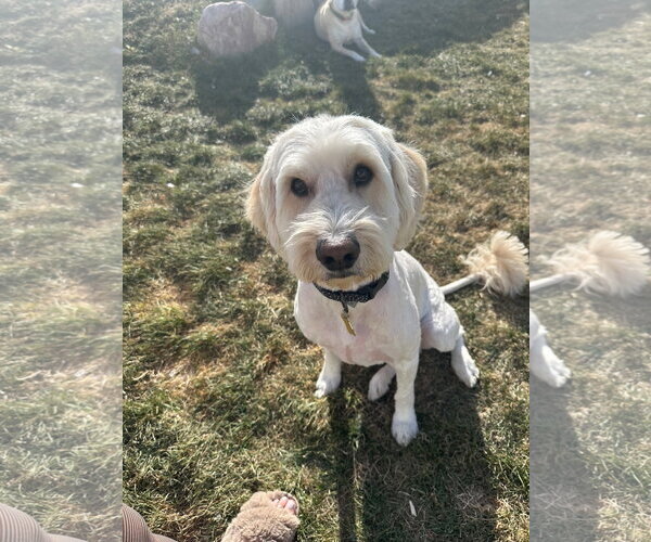 Medium Photo #1 Mutt Puppy For Sale in Sandy, UT, USA