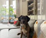Small #1 Australian Shepherd Mix