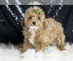 Small #3 Maltipoo