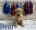 Small Photo #18 Goldendoodle Puppy For Sale in BLUFFTON, IN, USA