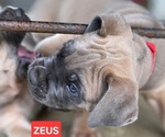 Puppy ZEUS Cane Corso