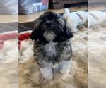 Small Shih Tzu-Shih-Poo Mix