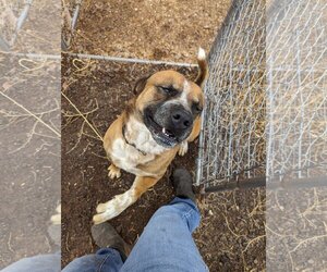 Chow Chow-Mastiff Mix Dogs for adoption in Chandler, AZ, USA