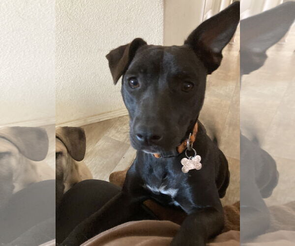 Medium Photo #13 Staffordshire Bull Terrier-Unknown Mix Puppy For Sale in San Diego, CA, USA