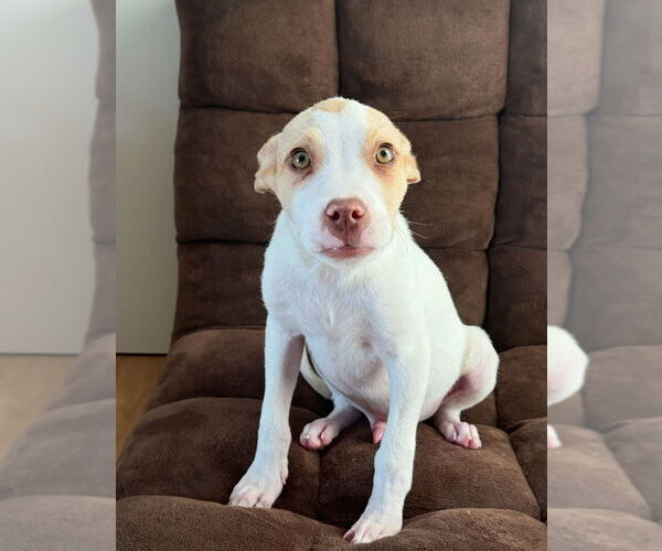 Medium Photo #1 Labrador Retriever-Unknown Mix Puppy For Sale in Dana Point, CA, USA