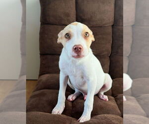 Labrador Retriever-Unknown Mix Dogs for adoption in Dana Point, CA, USA