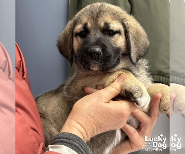 Medium Photo #3 Labrenees Puppy For Sale in Washington, DC, USA