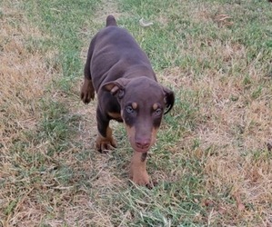 Doberman Pinscher Puppy for sale in BRYAN, TX, USA
