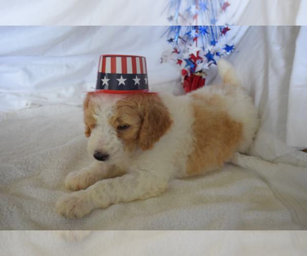 Medium Photo #30 Poodle (Standard) Puppy For Sale in INDEPENDENCE, MO, USA