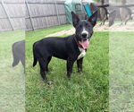 Small #32 Labrador Retriever Mix