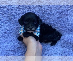 Cavapoo Puppy for sale in CAMPBELLSVILLE, KY, USA