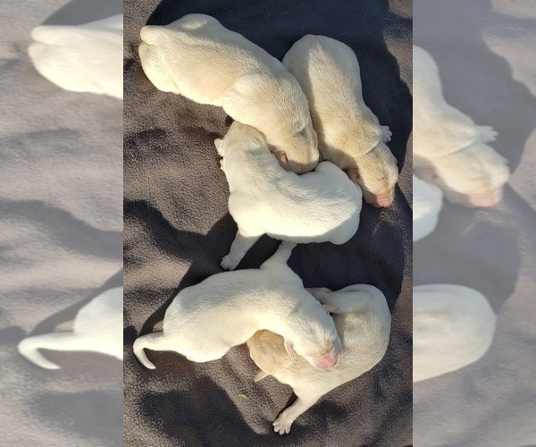 Medium Photo #8 Labrador Retriever Puppy For Sale in OLYMPIA, WA, USA