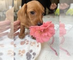 Small Photo #16 Dachshund Puppy For Sale in PERRIS, CA, USA