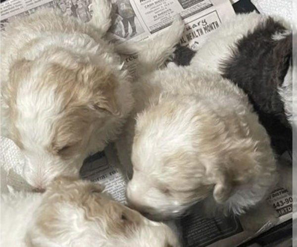 Medium Photo #3 Goldendoodle Puppy For Sale in ELLISGROVE, IL, USA