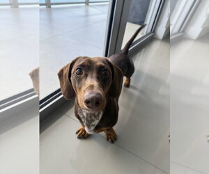 Dachshund Dogs for adoption in Fruitland, SC, USA