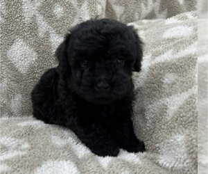 Poodle (Toy) Puppy for sale in MULBERRY, FL, USA