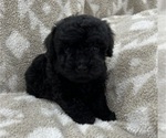 Small Photo #1 Poodle (Toy) Puppy For Sale in MULBERRY, FL, USA