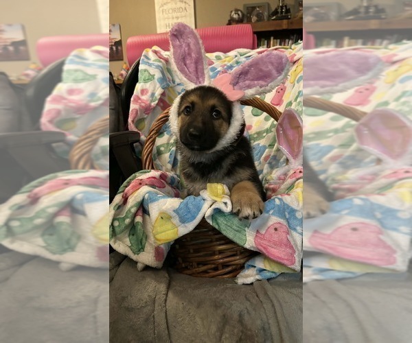 Medium Photo #4 German Shepherd Dog Puppy For Sale in LAKE CITY, FL, USA