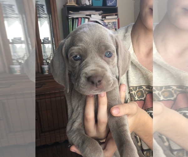 Medium Photo #1 Weimaraner Puppy For Sale in GARLAND, TX, USA