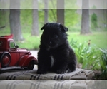 Small Photo #1 Pomimo Puppy For Sale in BLUFORD, IL, USA