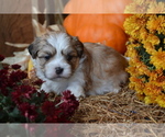 Puppy Sevin Mal-Shi