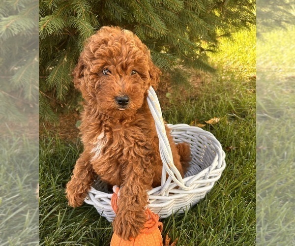 Medium Photo #3 Goldendoodle (Miniature) Puppy For Sale in MIDDLEBURY, IN, USA
