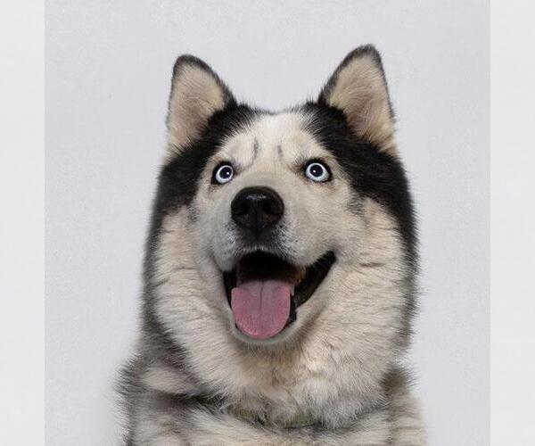 Medium Photo #2 Siberian Husky Puppy For Sale in Santa Maria, CA, USA