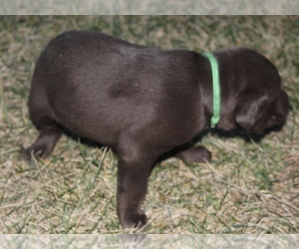 Medium Photo #3 Labrador Retriever Puppy For Sale in MANSFIELD, MO, USA