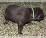 Small #2 Labrador Retriever