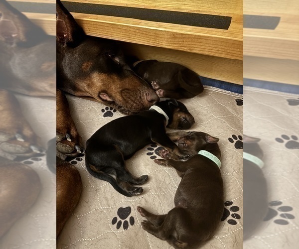 Medium Photo #7 Doberman Pinscher Puppy For Sale in MACOMB TOWNSHIP, MI, USA