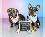 Image preview for Ad Listing. Nickname: Litter of 6