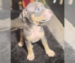 Puppy Puppy 5 American Bully