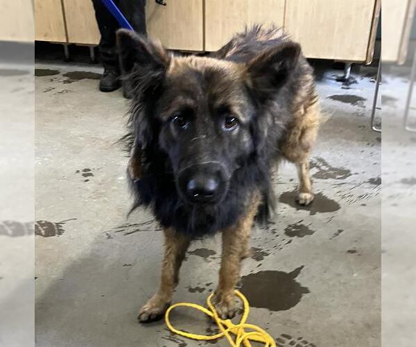 Medium Photo #1 German Shepherd Dog Puppy For Sale in Camarillo, CA, USA