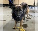 Small German Shepherd Dog