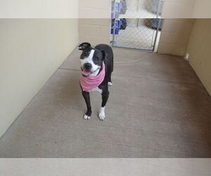 American Staffordshire Terrier-Unknown Mix Dogs for adoption in McKinney, TX, USA