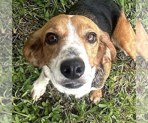 Medium Photo #6 Beagle Puppy For Sale in Dunnellon, FL, USA