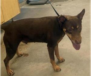 Doberman Pinscher-Unknown Mix Dogs for adoption in Camarillo, CA, USA